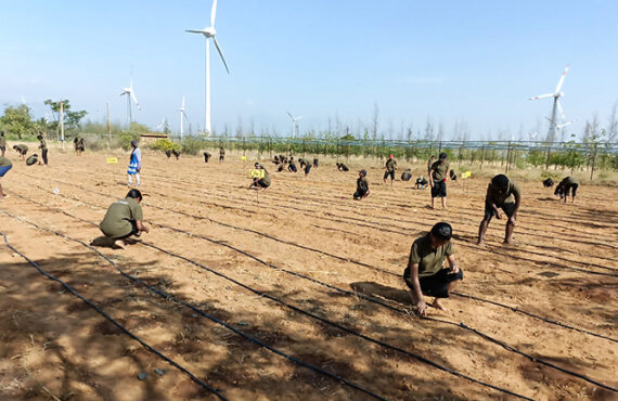 Seasame sowing 2023