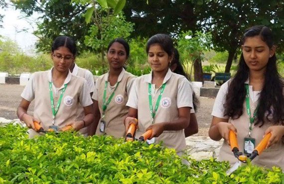 Pruning Duranta Plants